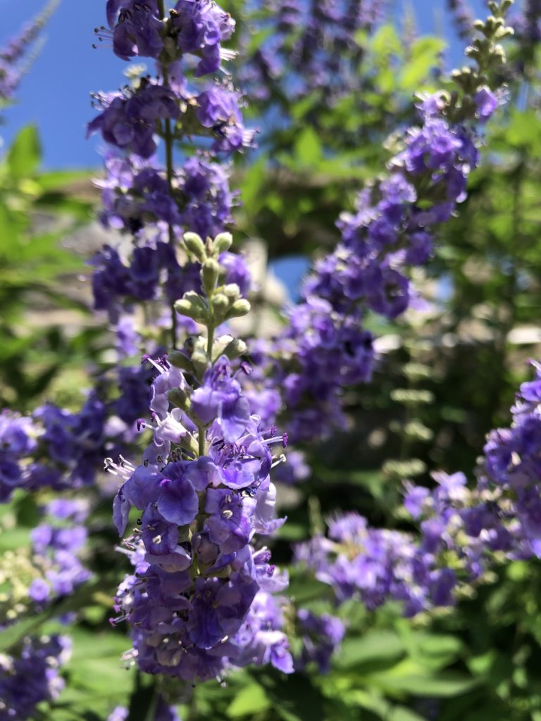 Purple Angus Castus Flower Seeds for Planting - 100 seeds for planting in home garden