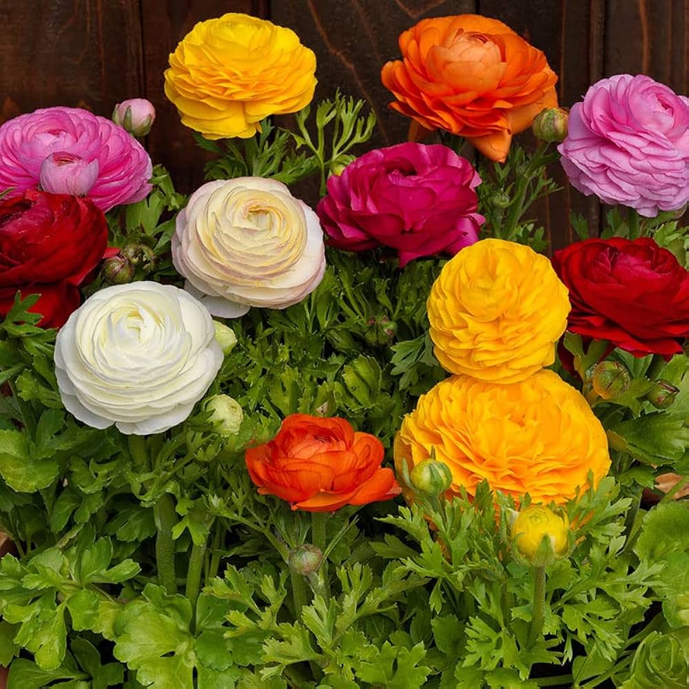 Heirloom Non-GMO Mixed Ranunculus Flower Seeds for Garden Planting – Colorful Layered Blooms seeds for planting in home garden