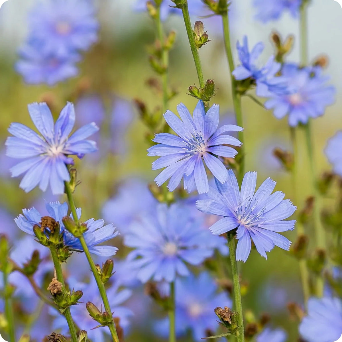 Blue Cichorium Flower Seeds for Planting, NON GMO Seeds seeds for planting in home garden