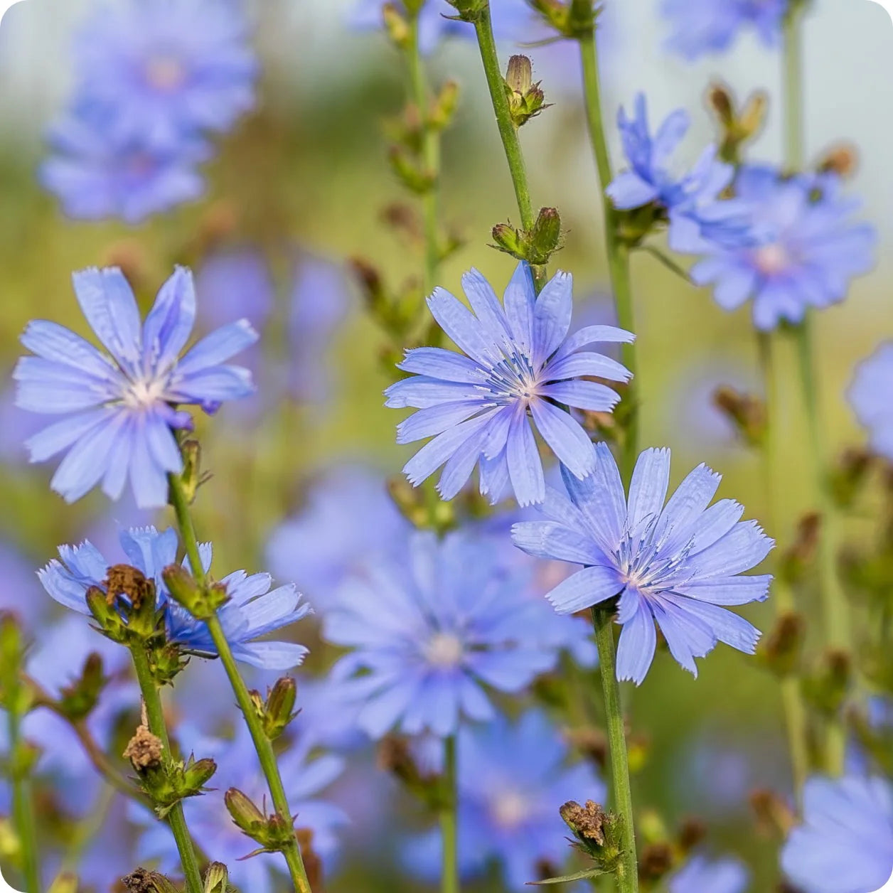 Blue Cichorium Flower Seeds for Planting, NON GMO Seeds seeds for planting in home garden