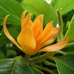 Michelia Flower Seeds for Planting - 100 seeds for planting in home garden