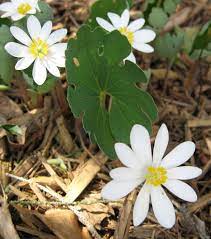 White Sanguinaria Flower Seeds for Planting - 100 seeds for planting in home garden