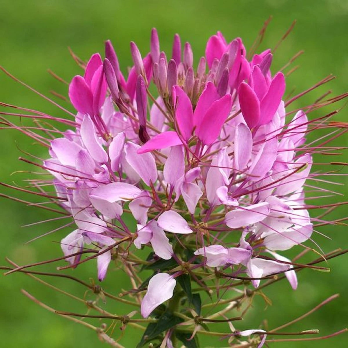 Cleome Flower Seeds for Planting for planting in home garden