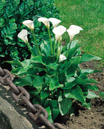 White Zantedeschia Aethiopica Flower Seeds for Planting - 100 seeds for planting in home garden