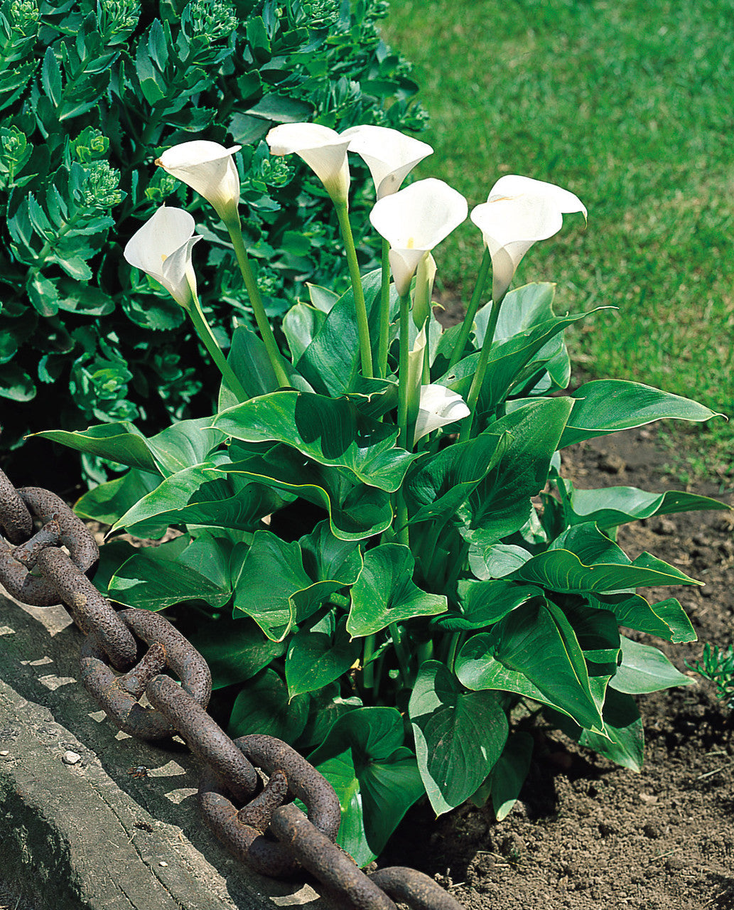 White Zantedeschia Aethiopica Flower Seeds for Planting - 100 seeds for planting in home garden