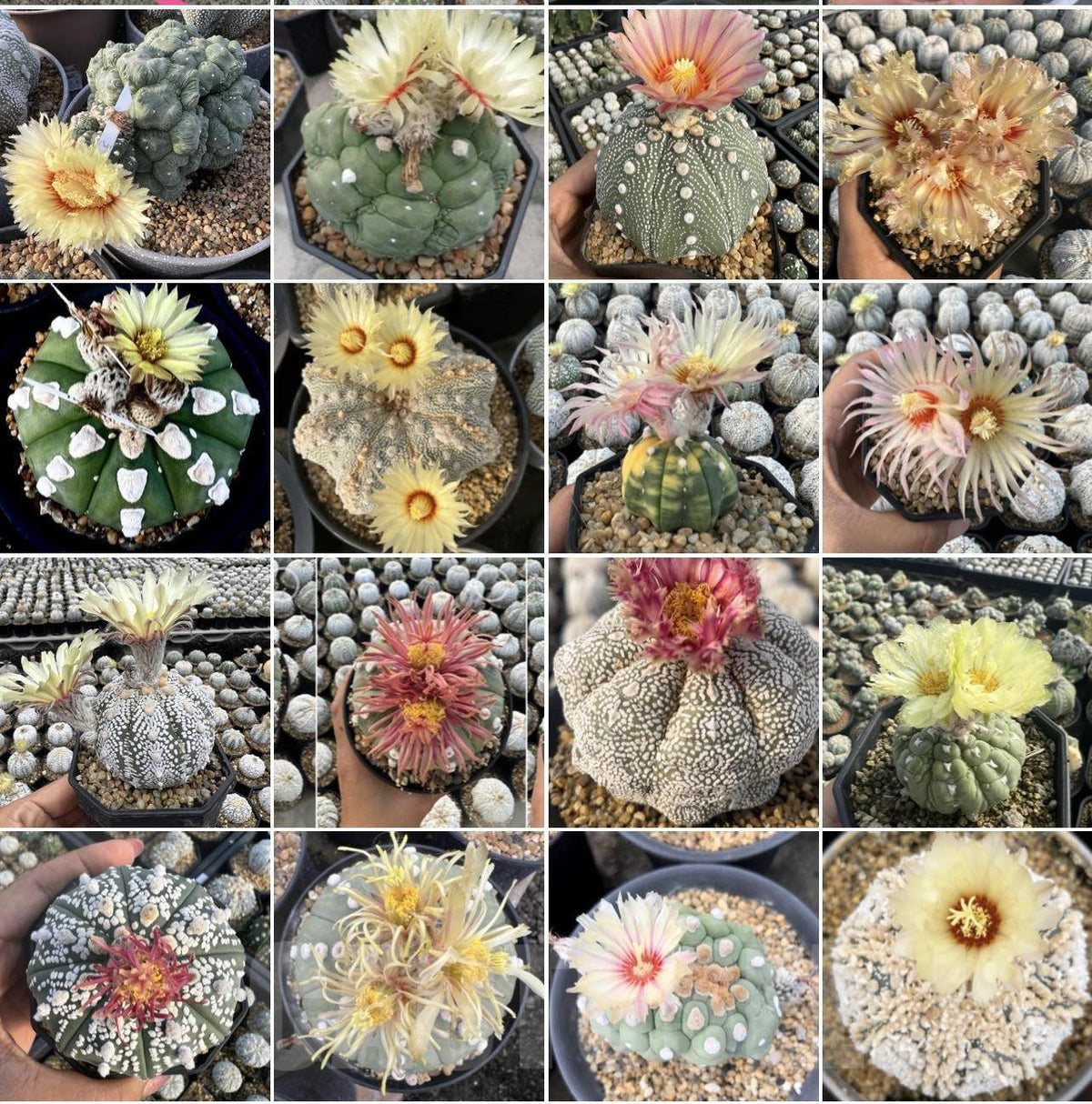 Mixed Astrophytum Plant Seeds for Planting, 100 seeds for planting in home garden