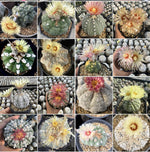 Mixed Astrophytum Plant Seeds for Planting, 100 seeds for planting in home garden