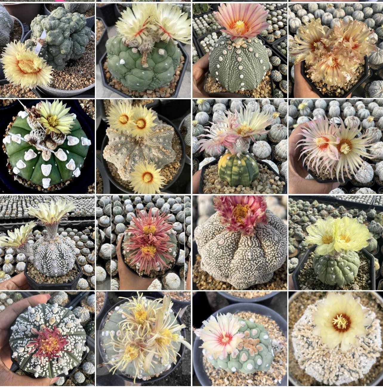 Mixed Astrophytum Plant Seeds for Planting, 100 seeds for planting in home garden