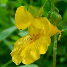Yellow Impatiens Flower Seeds for Planting, 100 seeds for planting in home garden