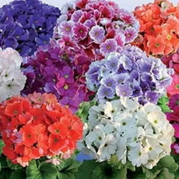 Obconica Flower Seeds for Planting - 100 seeds for planting in home garden