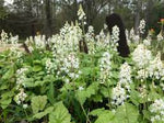 Green Tiarella Plant Seeds for Planting - 100 seeds for planting in home garden