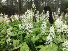 Green Tiarella Plant Seeds for Planting - 100 seeds for planting in home garden