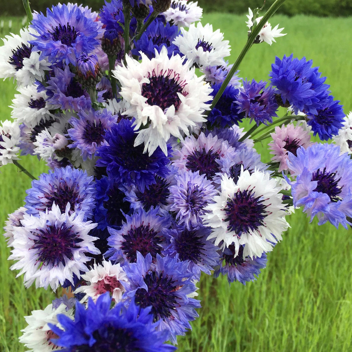 Mixed Bachelor Flower Seeds for Planting, 100 seeds for planting in home garden