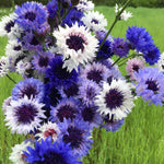Mixed Bachelor Flower Seeds for Planting, 100 seeds for planting in home garden