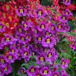 Heirloom Butterfly Orchids Mixed Flower Seeds – Non-GMO Exotic Garden Blooms for Planting seeds for planting in home garden
