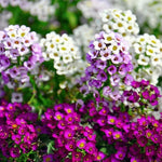 Alyssum Perennial Flower Seeds – Heirloom, Non-GMO Seeds for Planting for planting in home garden