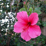 Heirloom Non-GMO Pink Hibiscus Flower Seeds – Bright Tropical Blooms for Garden Planting seeds for planting in home garden