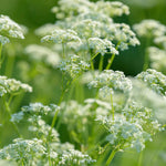 Heirloom Caraway Flower Seeds, Non-GMO Aromatic Herb Blooms for Culinary and Garden Planting for planting in home garden