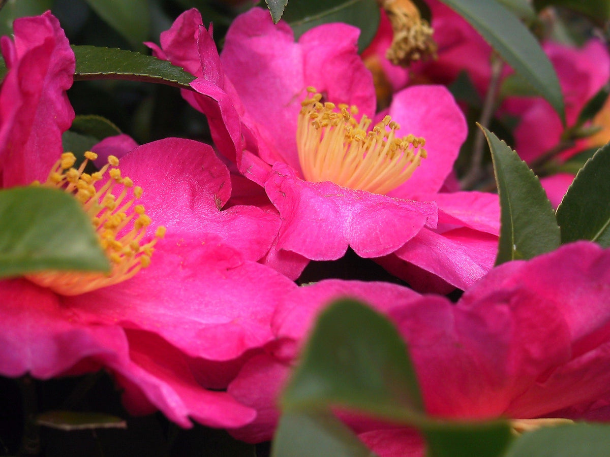Organic Heirloom Pink Yellow Camellia Flower Seeds – Non-GMO Elegant Shrub Seeds for Planting seeds for planting in home garden