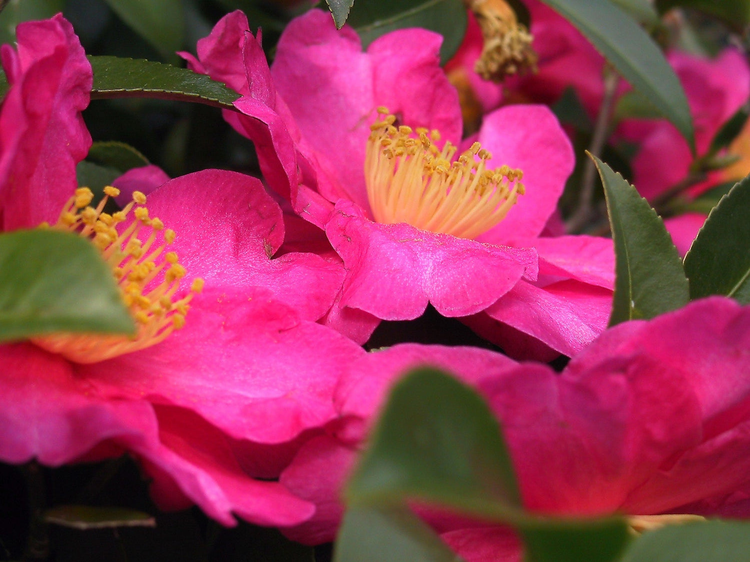 Organic Heirloom Pink Yellow Camellia Flower Seeds – Non-GMO Elegant Shrub Seeds for Planting seeds for planting in home garden