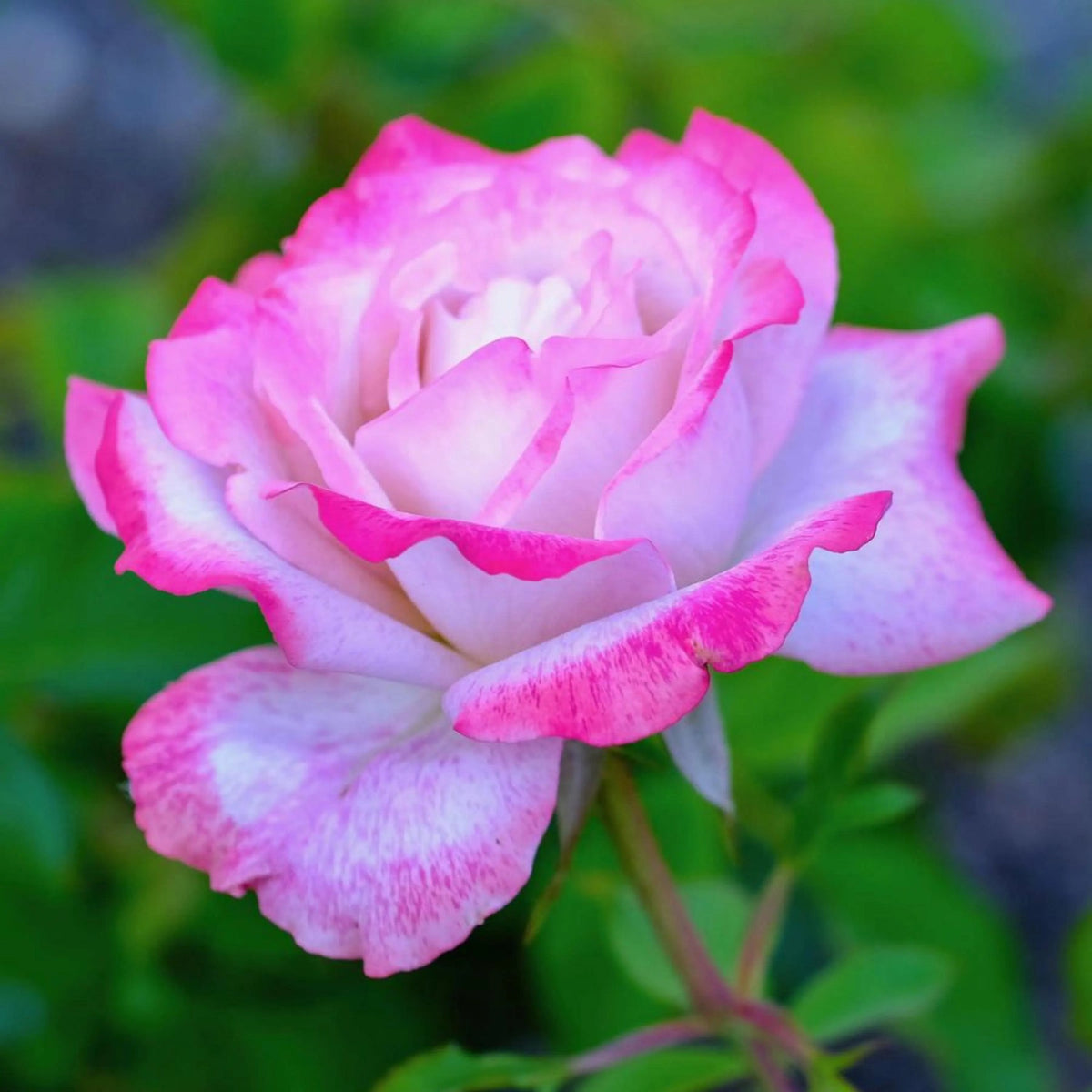 & (& scientific name) for planting in garden