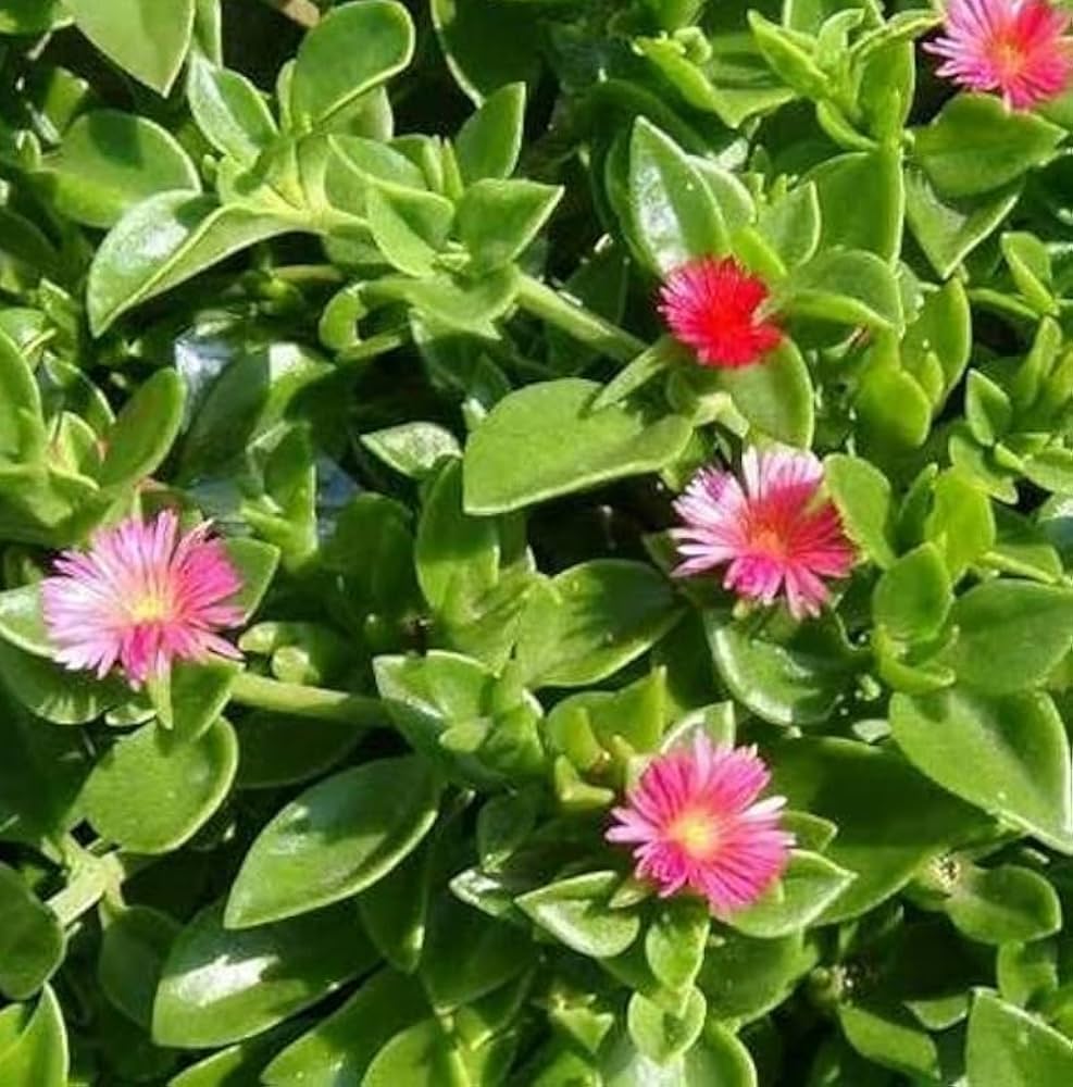 Aptenia Flower Seeds for planting in home garden