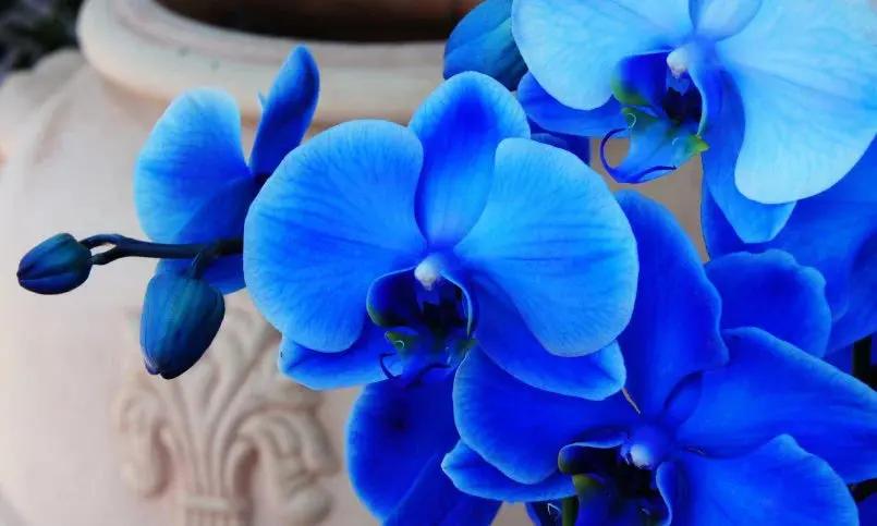 Heirloom Non-GMO Orchidee Flower Seeds for Planting – Exotic Elegant Orchid Garden Blooms seeds for planting in home garden
