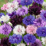 Planting (Planting scientific name) for planting in garden