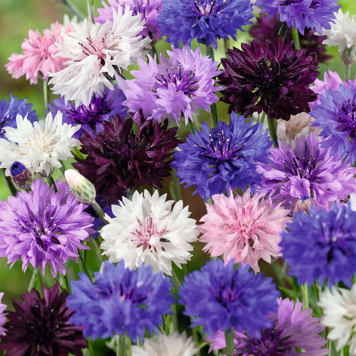 Planting (Planting scientific name) for planting in garden