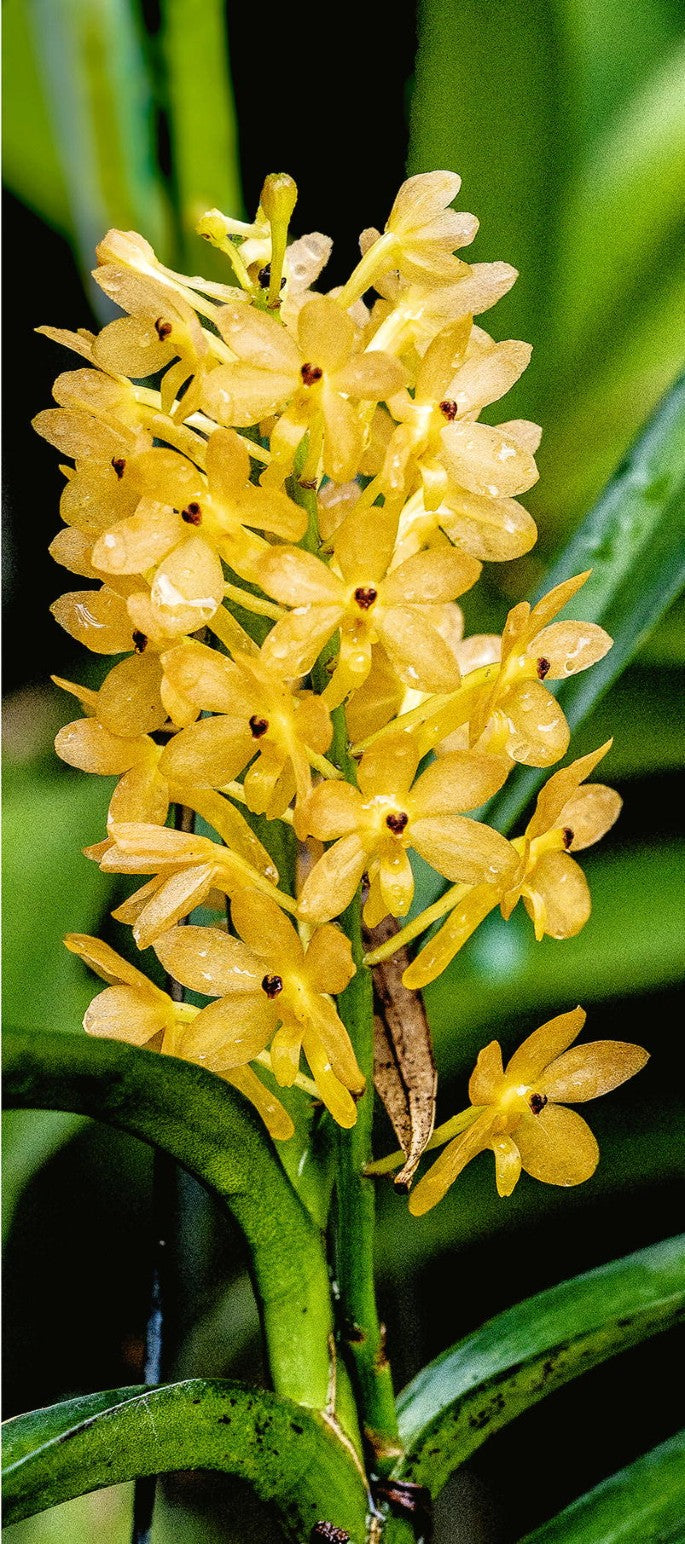 Light Yellow Ascocentrum Flower Seeds for Planting - 100