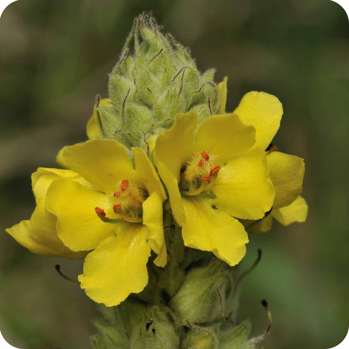 Yellow Mullein Flower Seeds for Planting- NON GMO Seeds