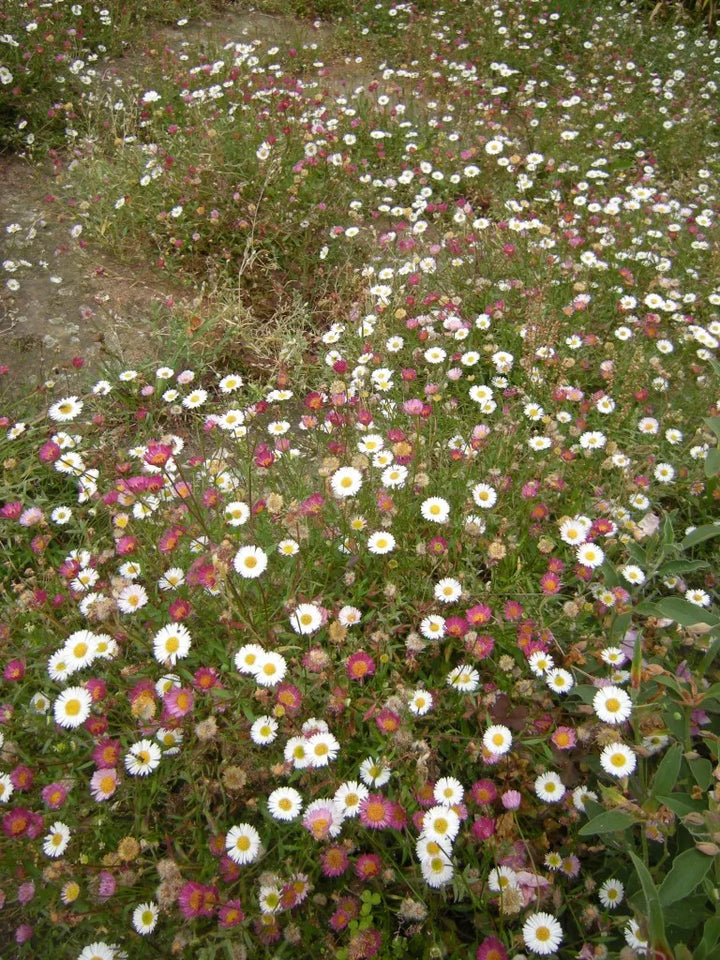 Mixed Erigeron Flower Seeds for Planting- NON GMO Seeds