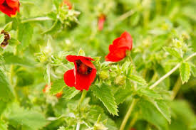Potentilla Atrosanguinea - Red Flower Seeds for Planting - 100