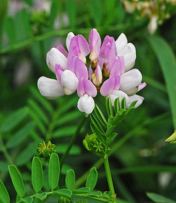 Crown Vetch Pink Flower Seeds for Planting - 100