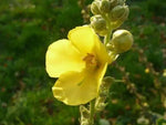 Yellow Densiflorum Seeds for Planting - 100 Dhara Seeds