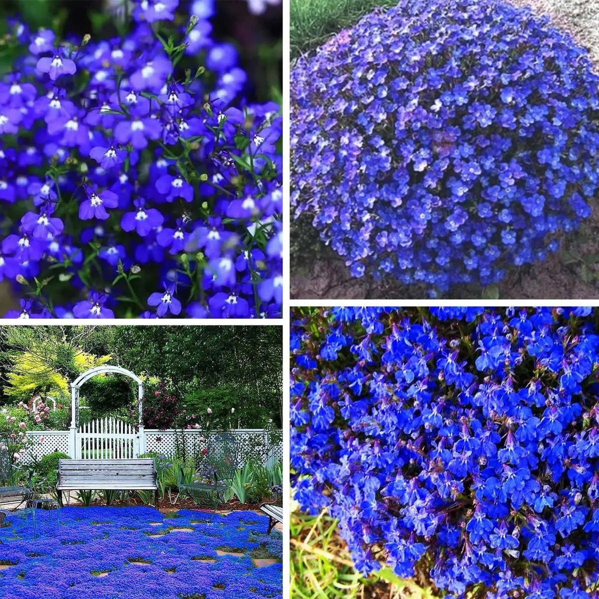 Blue Creeping Thyme Flower Seeds for Planting - NON GMO Seeds Dhara Seeds