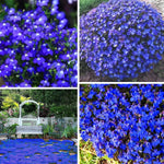 Blue Creeping Thyme Flower Seeds for Planting - NON GMO Seeds Dhara Seeds