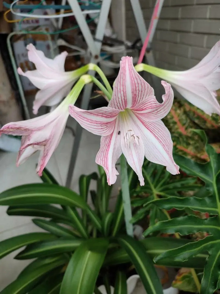 Heirloom Non-GMO Pink Hippeastrum Rutilum Flower Seeds for Garden Planting – Exotic Amaryllis Blooms