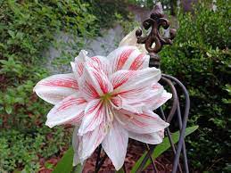 Heirloom Non-GMO White Pink Hippeastrum Rutilum Flower Seeds for Garden Planting – Exotic Amaryllis Blooms