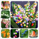 Heirloom Mixed Bell Orchid Flower Seeds – Non-GMO Rare Blooms for Garden Planting Dhara Seeds