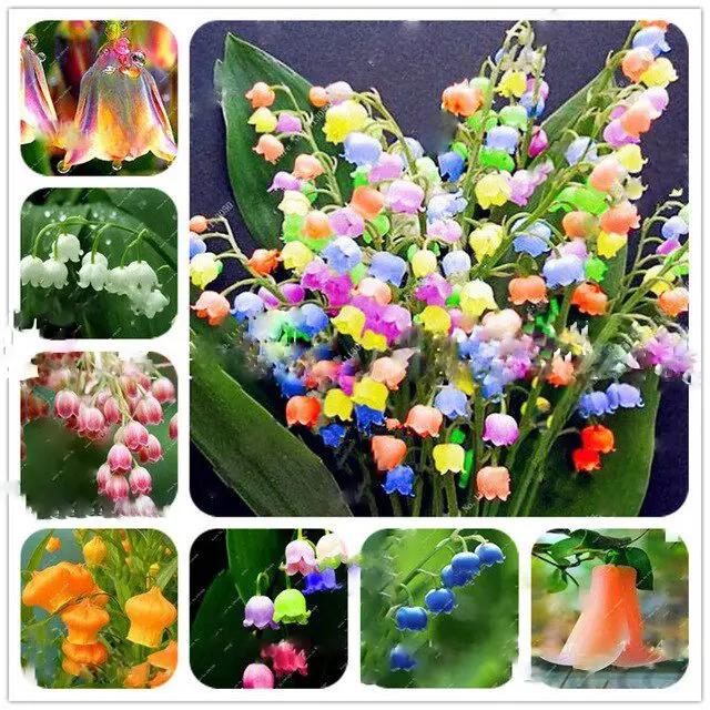Heirloom Mixed Bell Orchid Flower Seeds – Non-GMO Rare Blooms for Garden Planting Dhara Seeds