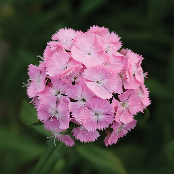 Light Pink Dianthus Flower Seeds for Planting, 100
