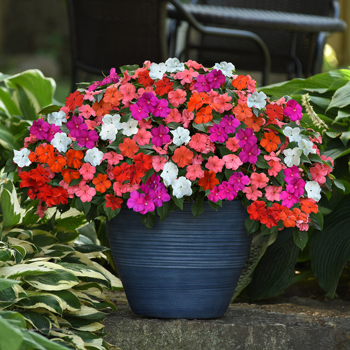Lizzie Flower Seeds for Planting - 100