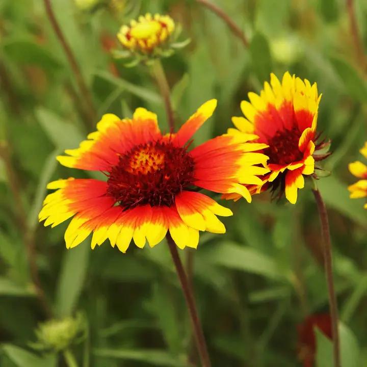 Gaillardia Aristata Flower Seeds for Planting - NON GMO Seeds Dhara Seeds
