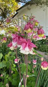 Pink Petticoat Flower Seeds for Planting - 100