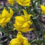 Tulipa Sylvestris Seeds for Planting – Heirloom, Non-GMO Wildflower Seeds Dhara Seeds