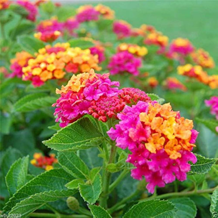 Heirloom Non-GMO Pink Yellow Lantana Flower Seeds for Butterfly Gardens and Colorful Outdoor Planting