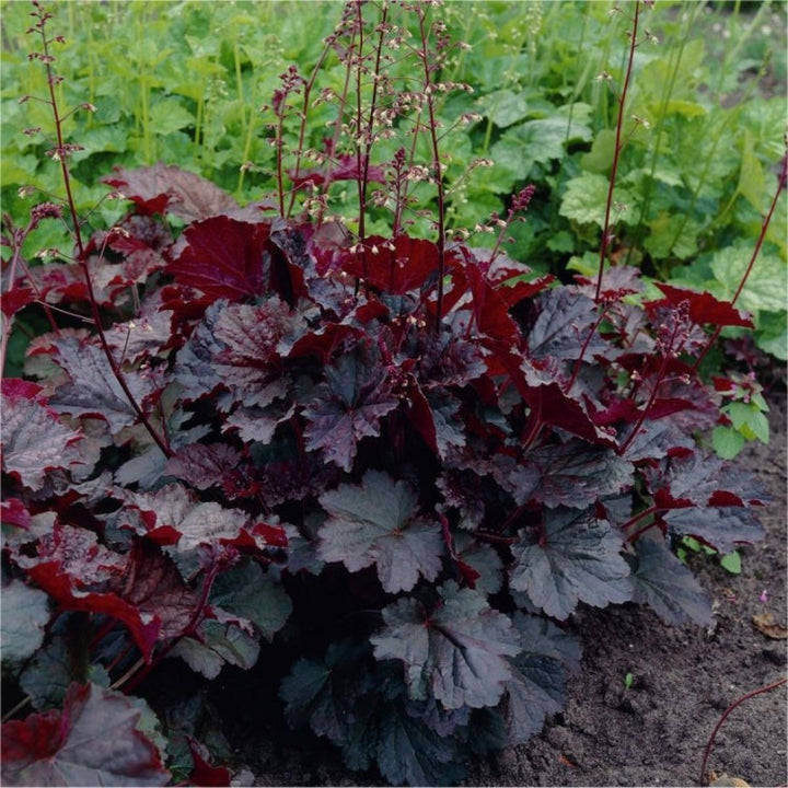 Purple Coral Bells Plant Seeds – Heirloom, Non-GMO Seeds for Planting Vibrant Garden Foliage
