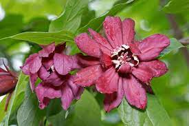 Maroon Carolina Allspice Flower Seeds for Planting - 100