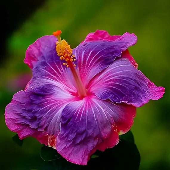 Heirloom Non-GMO Purple Pink Hibiscus Flower Seeds – Vibrant Tropical Blooms for Garden Planting